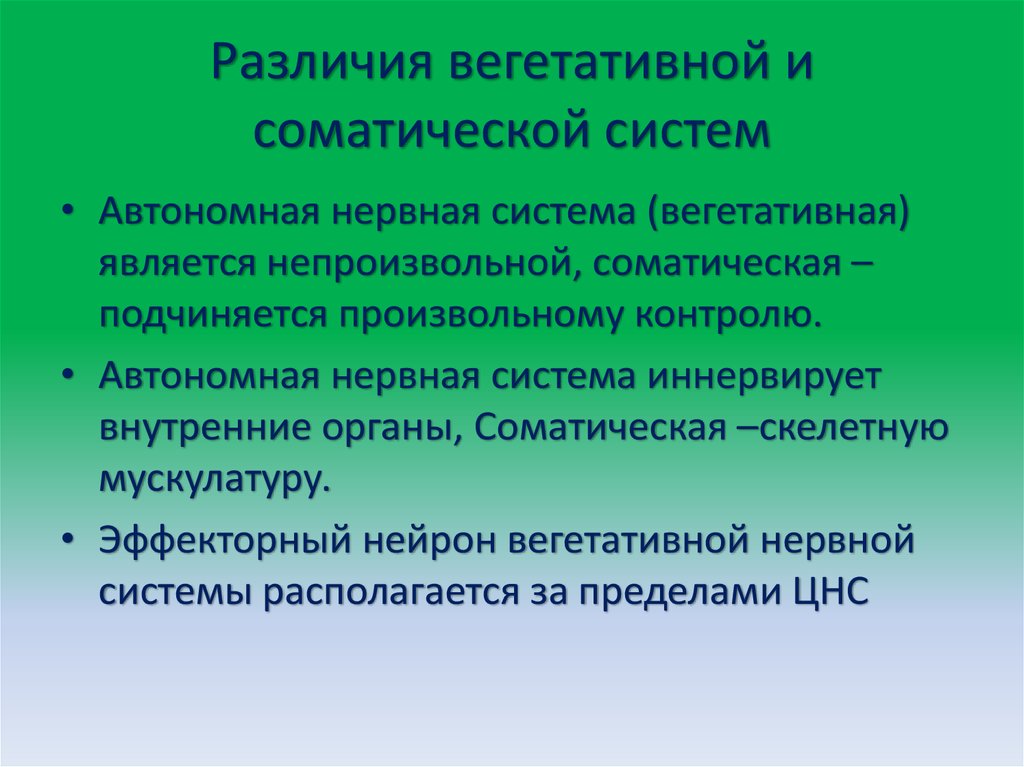 Различия вегетативной и соматической систем