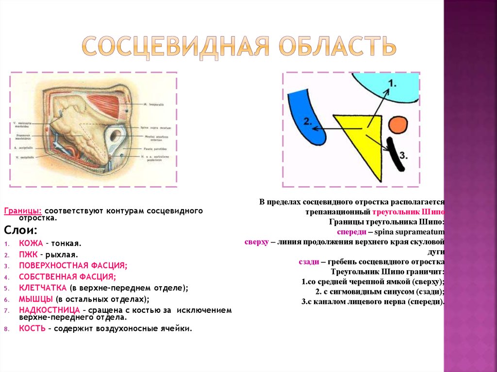 Треугольник шипо схема