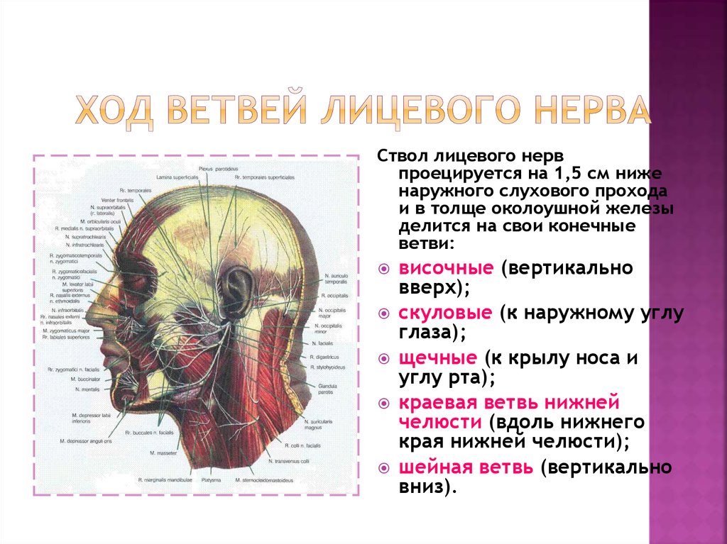Лицевой нерв череп. Ход лицевого нерва в височной кости. Лицевой нерв топографическая анатомия. Ветви лицевого нерва схема проекция. Височная ветвь лицевого нерва топографическая анатомия.