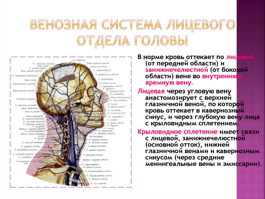 От мозга кровь оттекает. Кровоснабжение лицевого отдела головы топографическая анатомия. Пути оттока крови от лицевого отдела головы топографическая анатомия. Топограмозгового отдела головыфия анатомия. Кровоснабжение мозгового отдела головы топографическая.