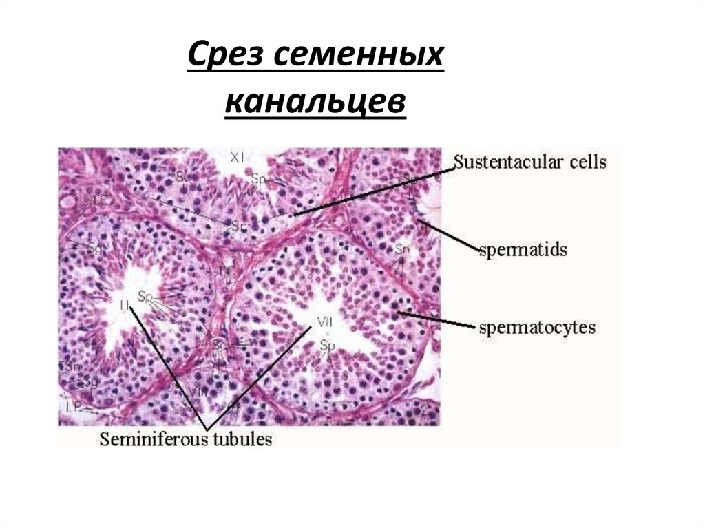 Семенник крысы рисунок