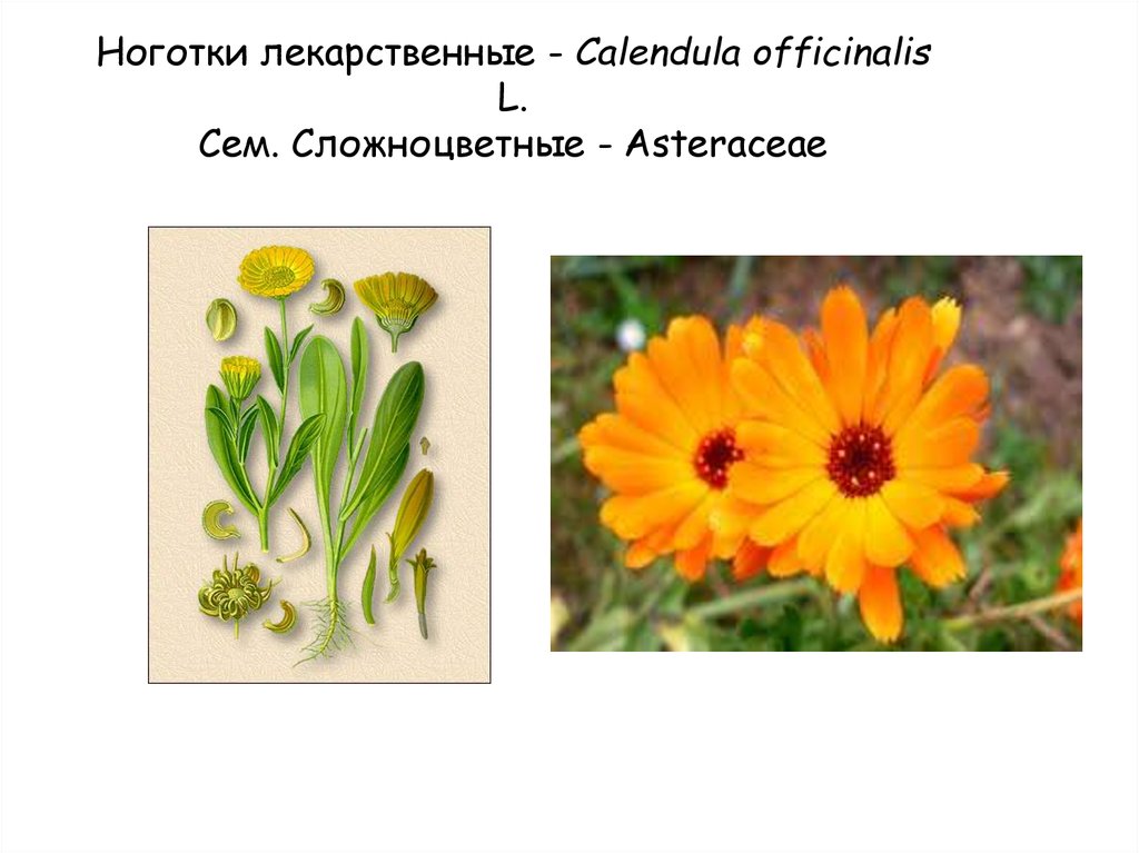 Ноготки лекарственные - Calendula officinalis L. Сем. Сложноцветные - Asteraceae