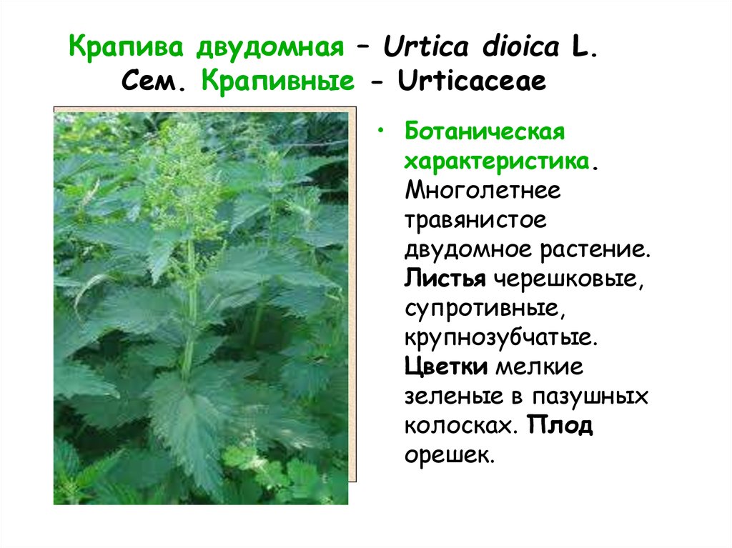 Крапива является лекарственным растением. Крапива двудомная (Urtíca dióica). Крапива (Urtica dioica). Крапива двудомная (Urtica dioica l.). Крапивы двудомной листья крапива.