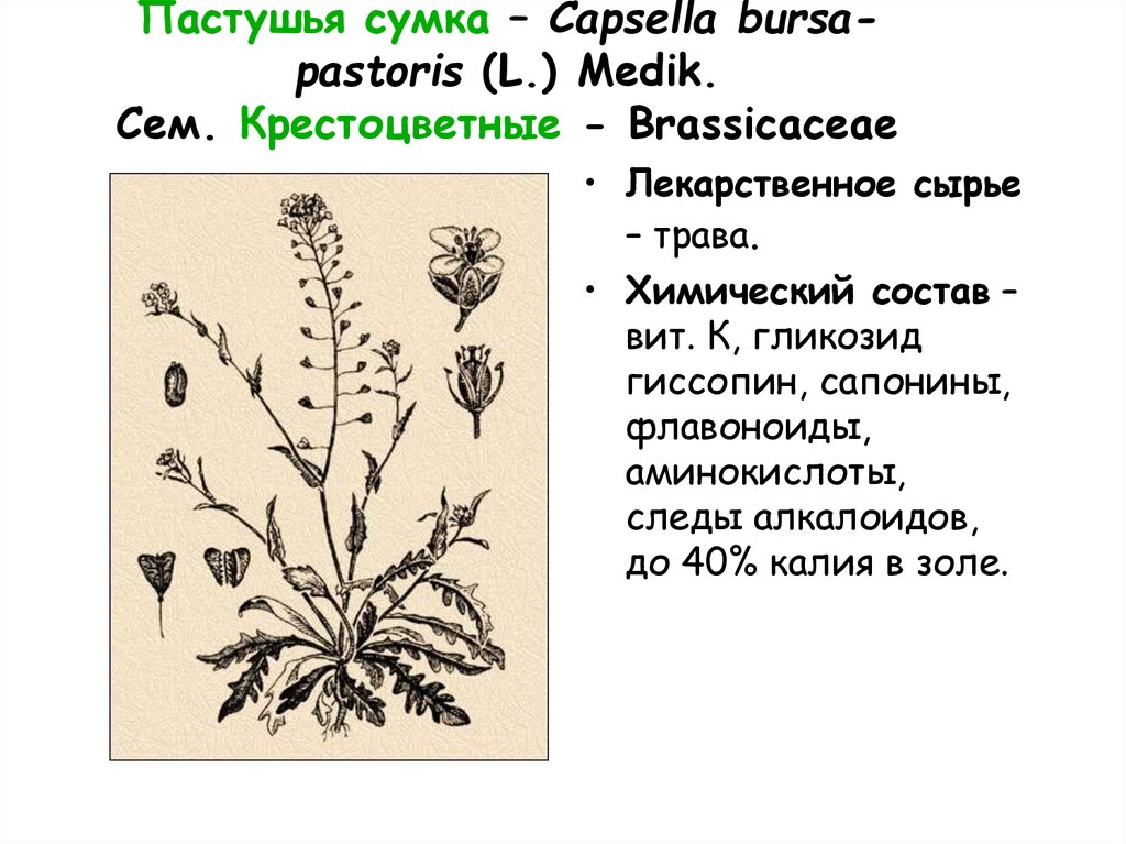 Пастушья сумка – Capsella bursa- pastoris (L.) Medik. Сем. Крестоцветные - Brassicaceae