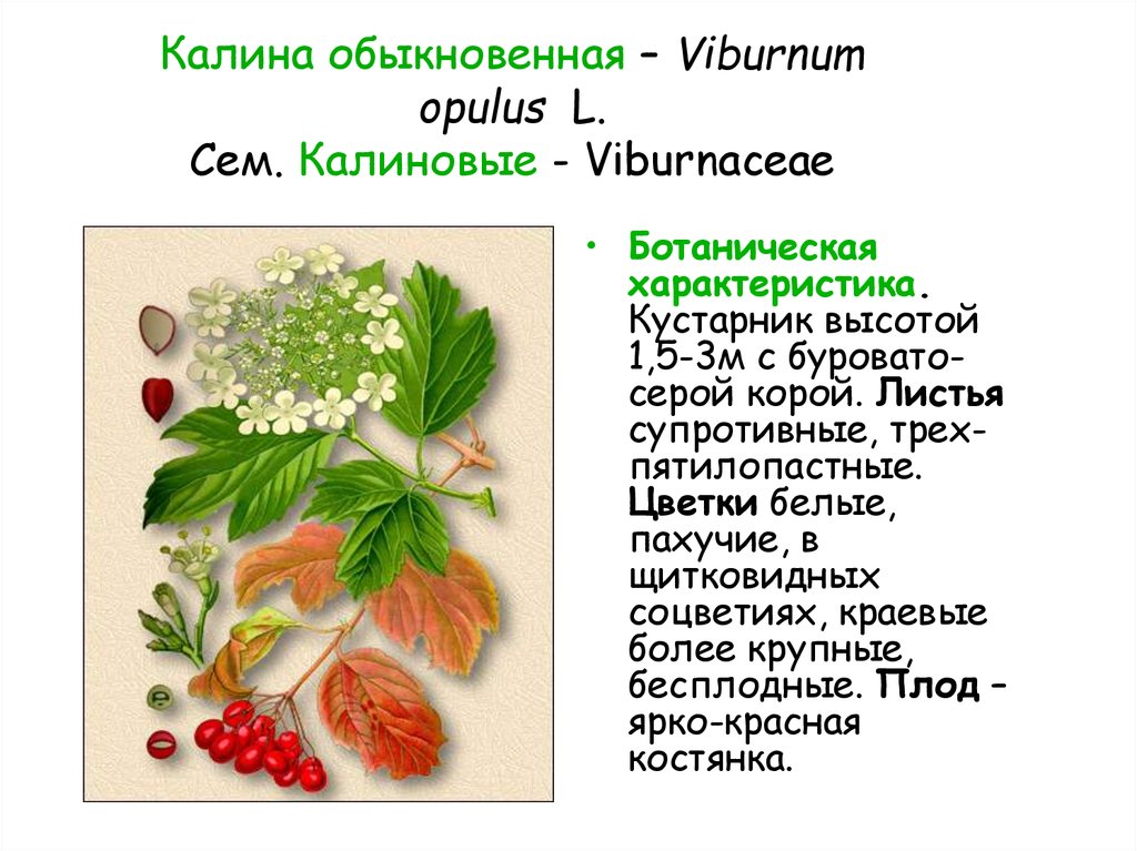 Калина обыкновенная – Viburnum opulus L. Сем. Калиновые - Viburnaceae