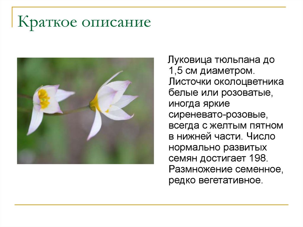 Краткое описание