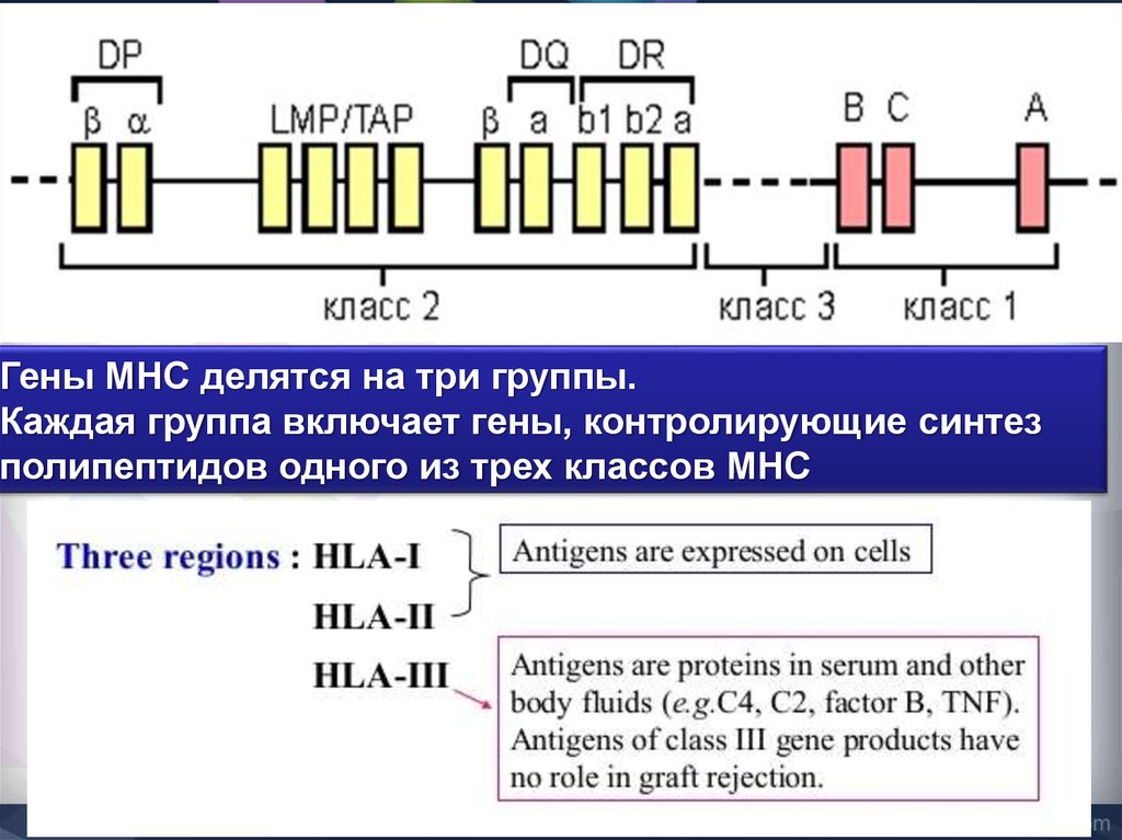 Группы генов. Главный комплекс генов гистосовместимости HLA MHC. Гены MHC главный комплекс гистосовместимости. Гены 3 класса комплекса гистосовместимости. Гены гистосовместимости 1 класса.