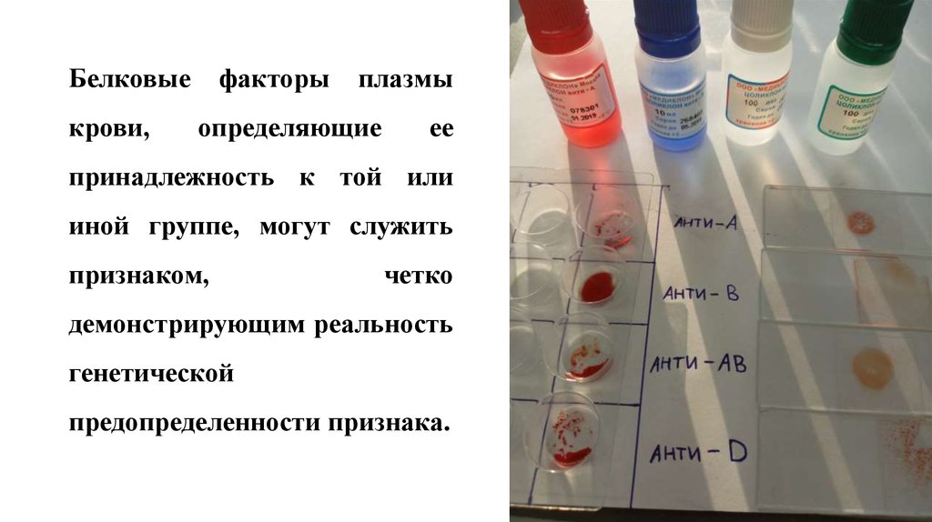 Тест определяющий группу крови