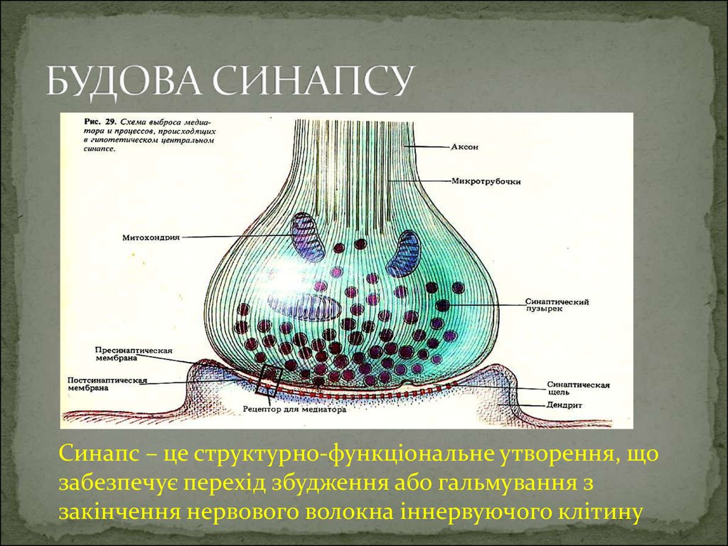 Синапс строение и функции. Будова синапса. Как устроен синапс. Принципиальная схема строения синапса микротрубочки. Будова.