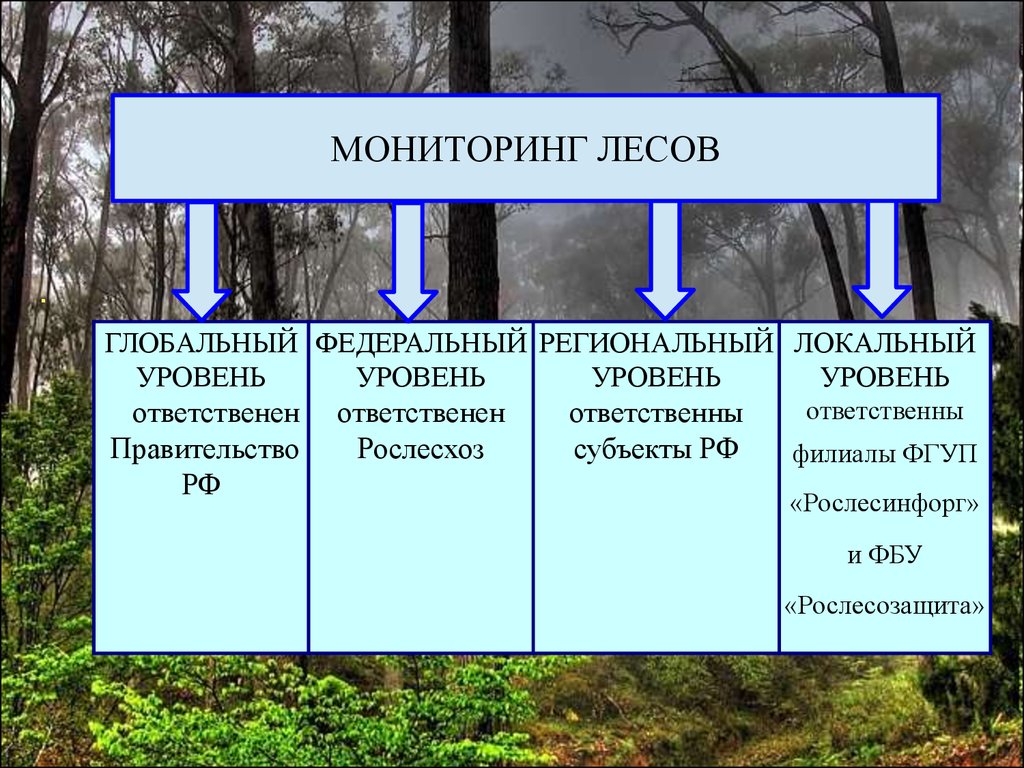 Меры охраны лесов