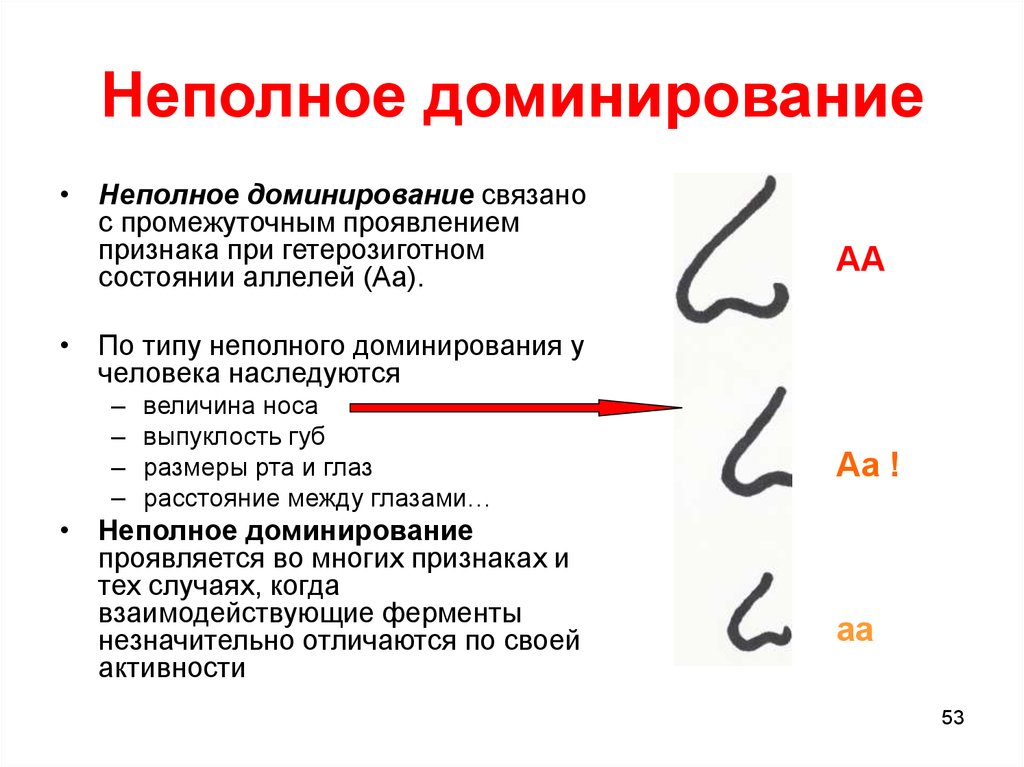 Презентация на тему неполное доминирование