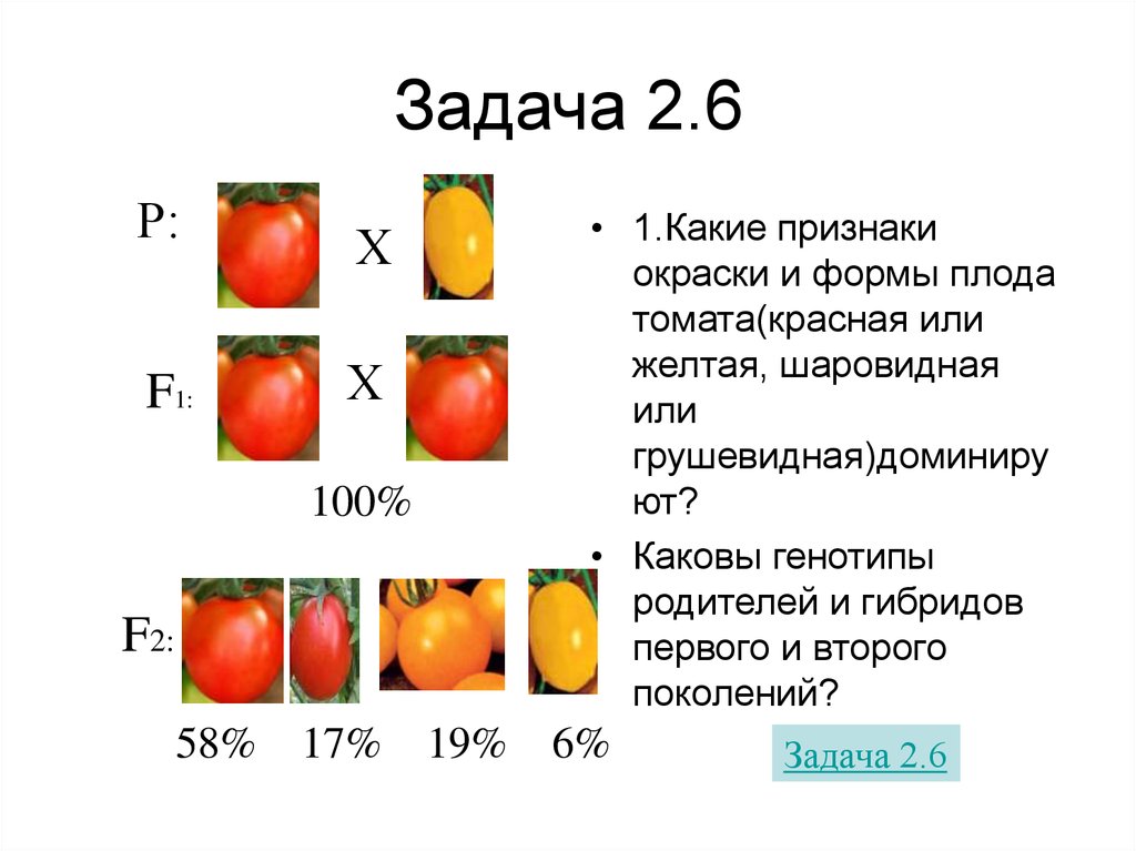 Установлено что высокий стебель у томата доминирует