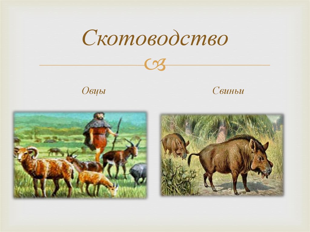 типы скотоводства. отрасли скотоводства. отрасли животноводства в россии таблица. типы скотоводства. виды отраслей животноводства.