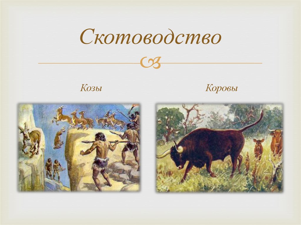 Скотоводство