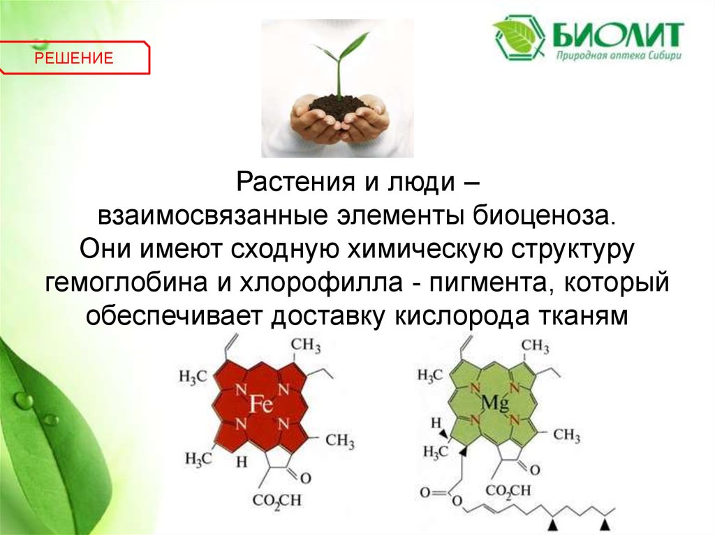 В растении хлорофилл содержится в. Строение молекулы хлорофилла. Синтез хлорофилла в растениях. Строение гемоглобина и хлорофилла. Структура молекулы хлорофилла.