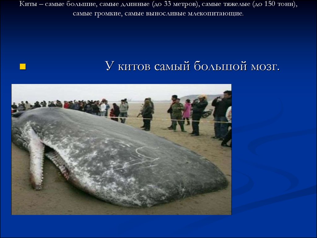 Масса синего кита достигает. Синий кит 33 метра. Вес кита самого большого. Самый большой синий кит в мире. Синий кит вес.