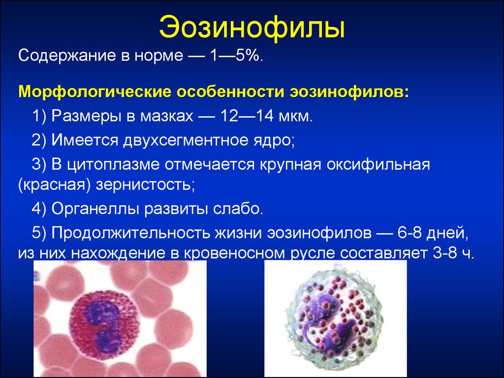 Процент эозинофилов в крови. Эозинофилы функция клеток. Эозинофилы 3,1%. Общая функциональная характеристика эозинофилов. Эозинофилия периферической крови.