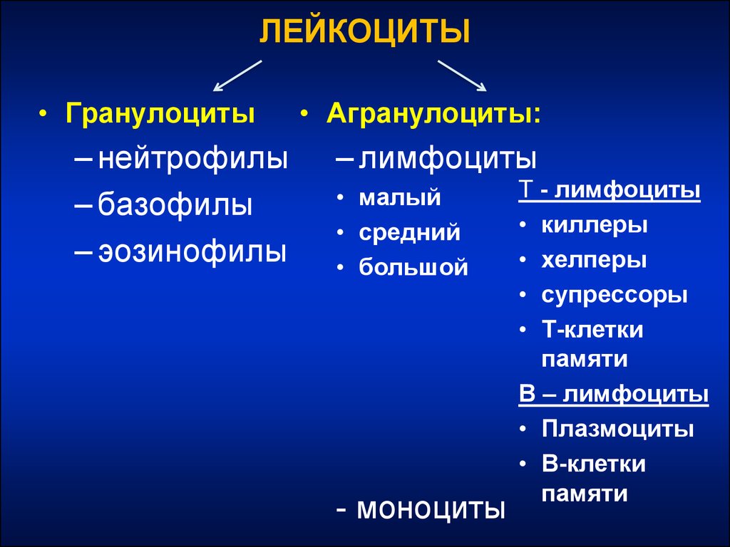 Лейкоциты виды. Морфофункциональная характеристика лейкоцитов. Лейкоциты характеристика. Охарактеризовать лейкоциты. Лейкоциты гранулоциты и агранулоциты функции.