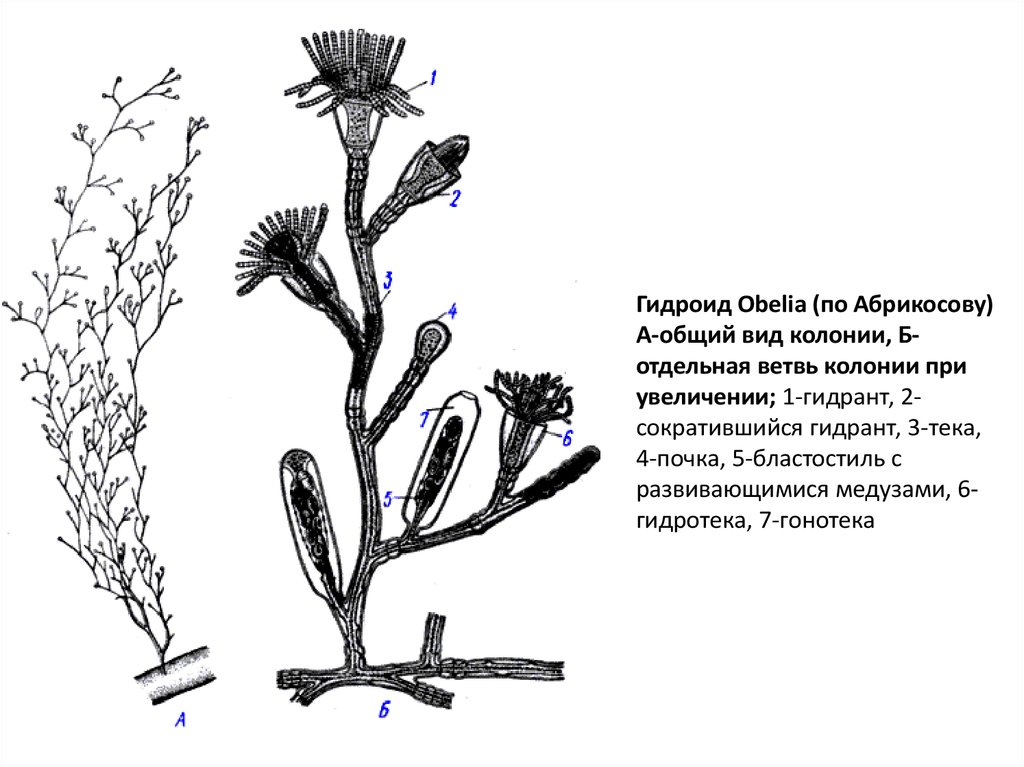 Гидроидные полипы. Obelia geniculata почка. Гидроидный полип обелия. Обелия гидра. Колониальный гидроидный полип Obelia.