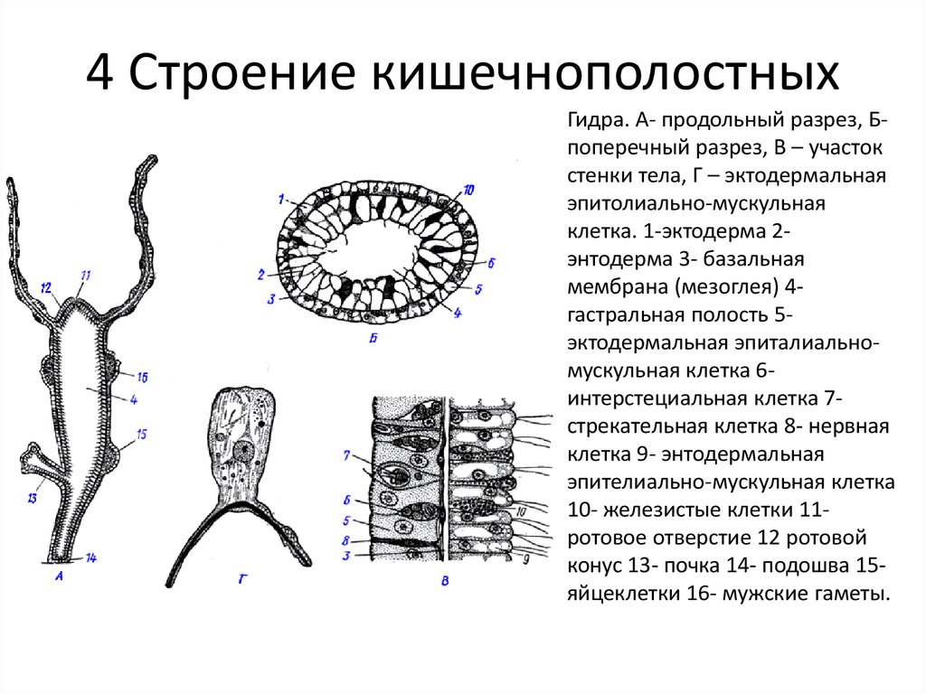 Энтодерма нервные клетки. Hydra oligactis строение. Поперечный срез гидры строение. Строение стенки тела гидры. Тип Кишечнополостные строение гидры.