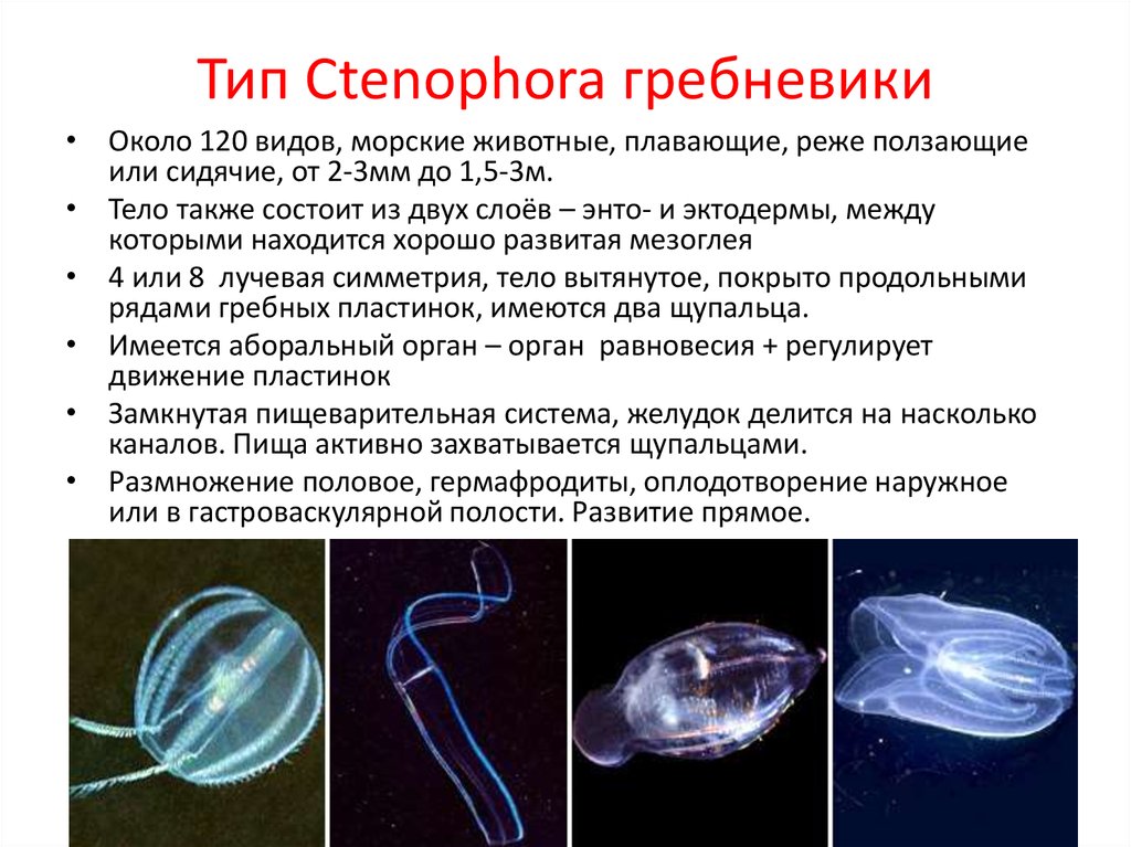 Гермафродитизм оплодотворение