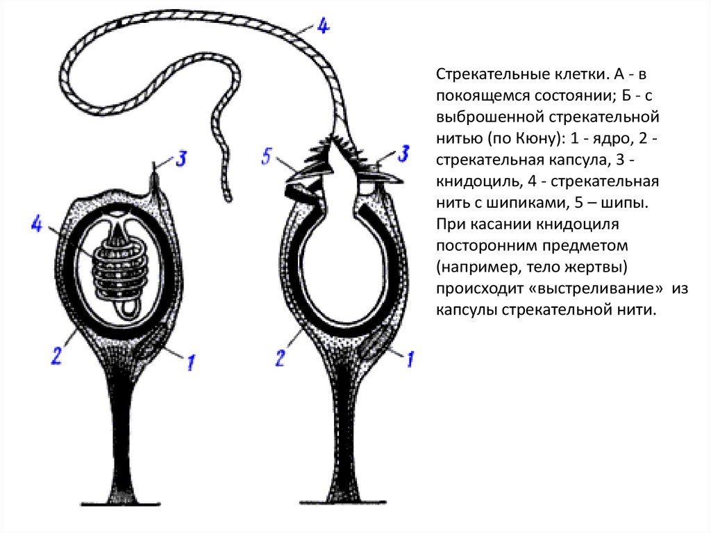 Клетки стрекательные гидры рисунок