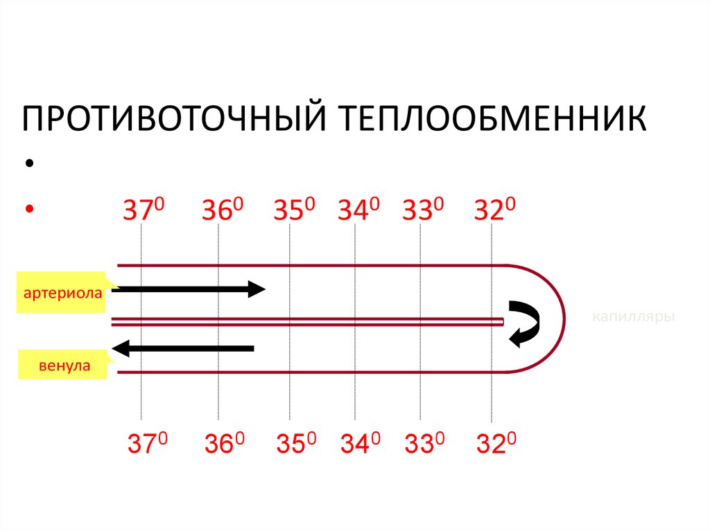 Уровни температуры. Противоточный теплообменник схема. Противоточный теплообмен. Теплообменник противоточный теплообменник. Прямоточный и противоточный теплообменник.