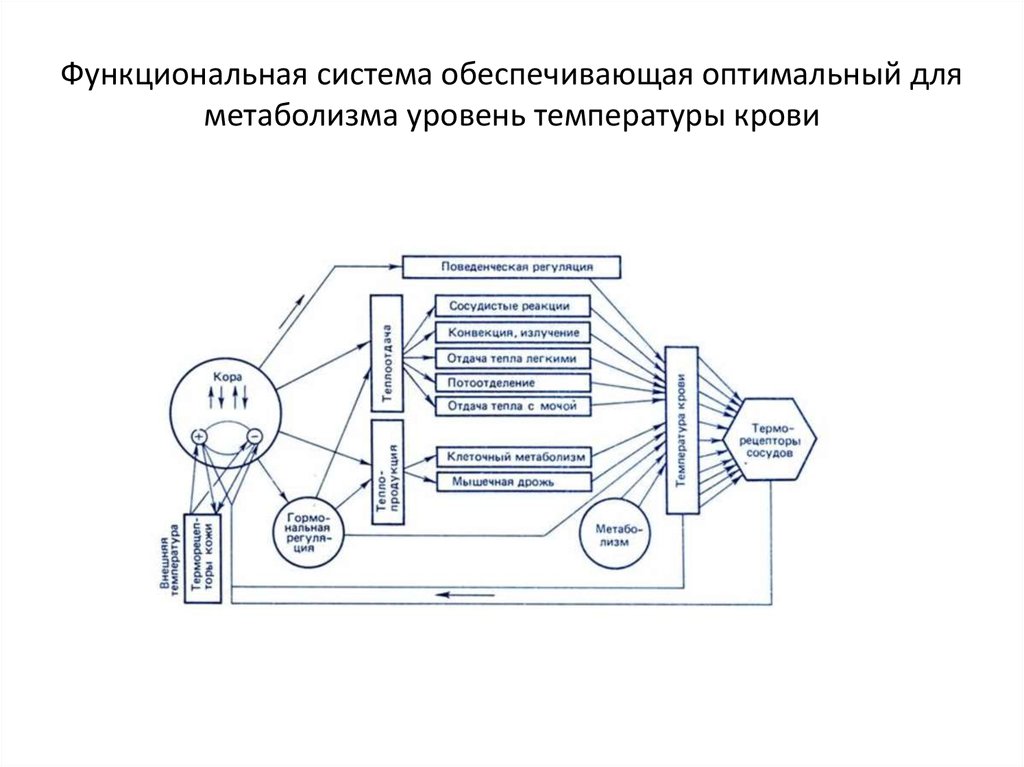 Схема функциональной системы обеспечивающей оптимальный уровень артериального давления