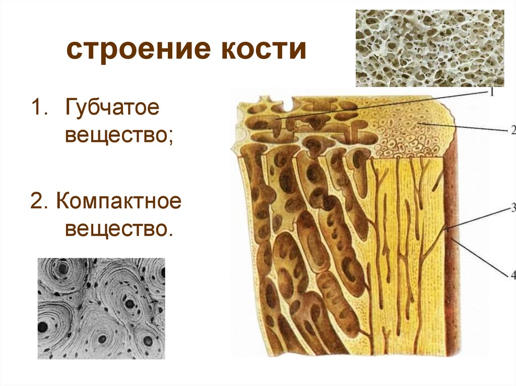 Какие строение костная ткань
