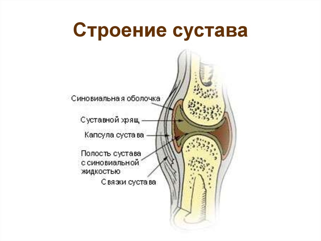 Сустав картинка с подписями