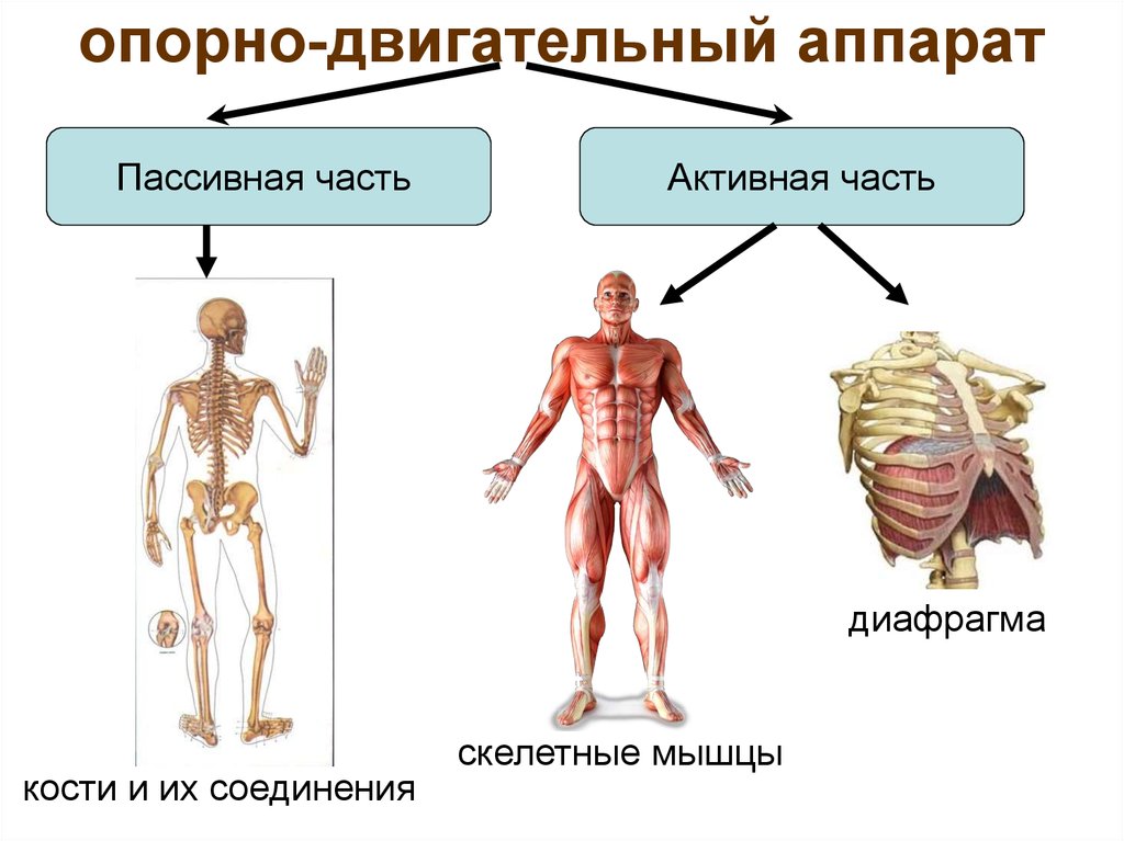 Функции опорно двигательной системы. Опорно двигательная система человека пассивная часть. Из чего состоит опорно-двигательный аппарат человека. Скелет пассивная часть опорно двигательного аппарата. Функции активной части опорно-двигательной системы.