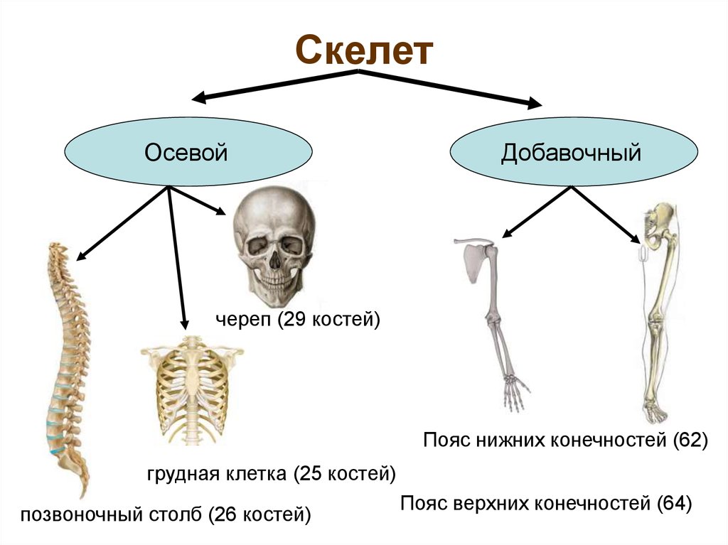 13 костей. Скелет человека осевой скелет добавочный скелет. Скелет туловища скелет конечностей. Осевой скелет пояс. Строение скелета человека осевой и добавочный скелет.