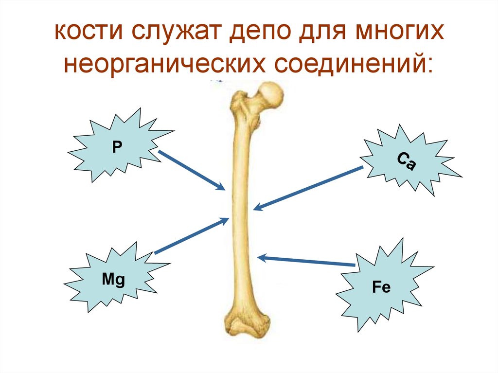 Какие свойства костей