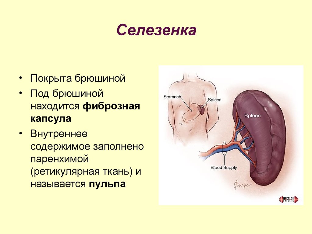 Селезенка участвует. Селезенка анатомия человека. Селезенка ЕГЭ. Внешнее строение селезенки. Селезенка это орган.