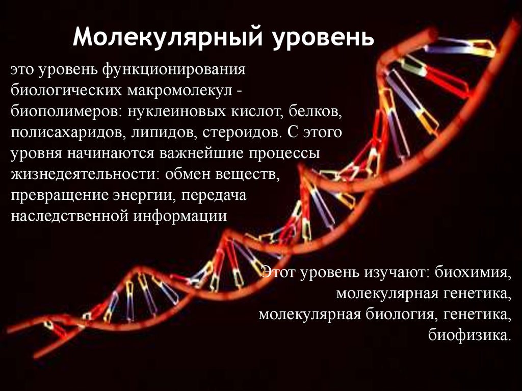 Молекулярный уровень организации живой материи значение и роль в природе презентация 11 класс