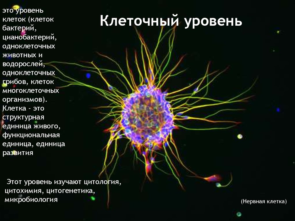 Структурная и функциональная живого организма. Клеточный уровень. Клеточный уровень организации. Бактерия уровень организации. Уровни организации живой материи клеточный уровень.