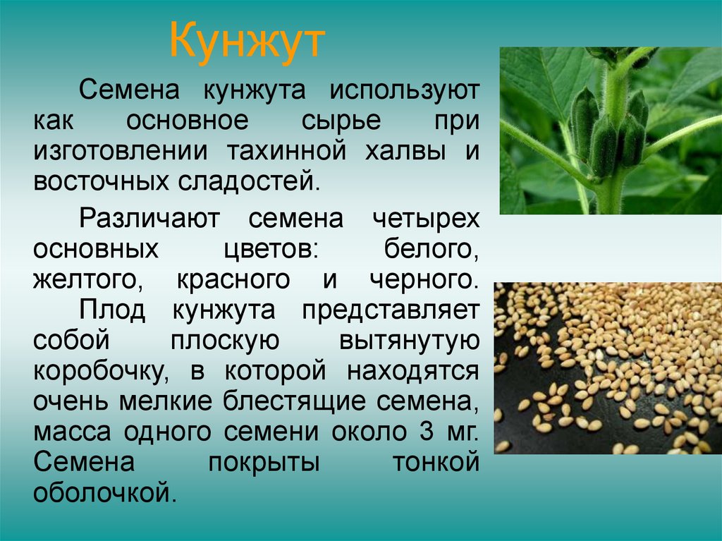 Кунжут свойства и применение. Полезные семена кунжута. Масленичные культуры. Кунжут масличная культура. Чем полезен кунжут семена.