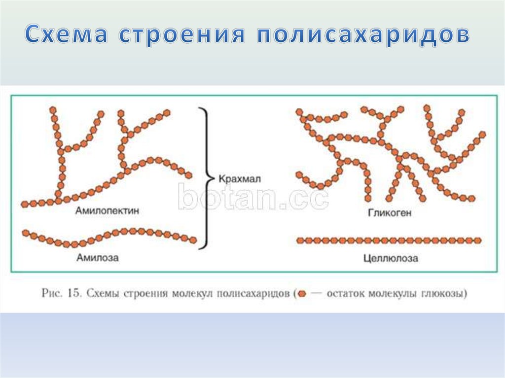 Строение крахмала и целлюлозы. Полисахариды строение молекул. Крахмал гликоген Целлюлоза строение. Схема строения полисахаридов. Схема молекулы полисахарида.