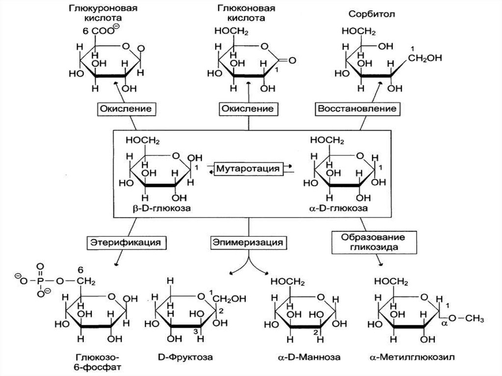 Глюкуроновая кислота для чего. Унификация моносахаридов реакции. Взаимопревращение моносахаридов реакции. Карамелизация моносахаридов. Унификация моносахаридов биохимия.