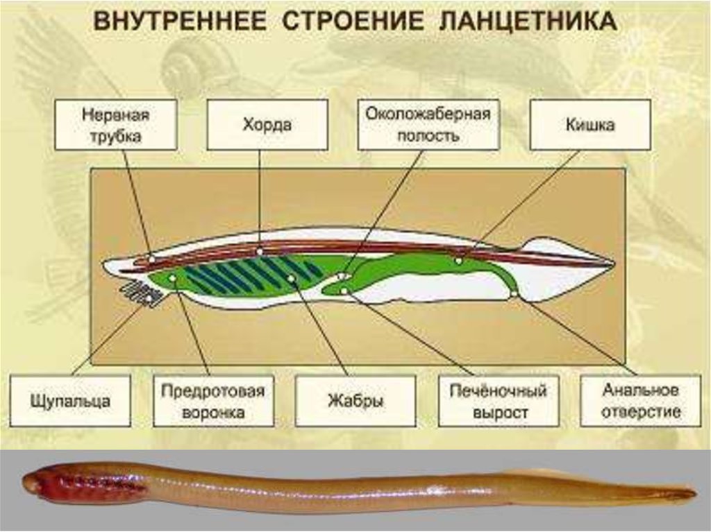 План строения ланцетника