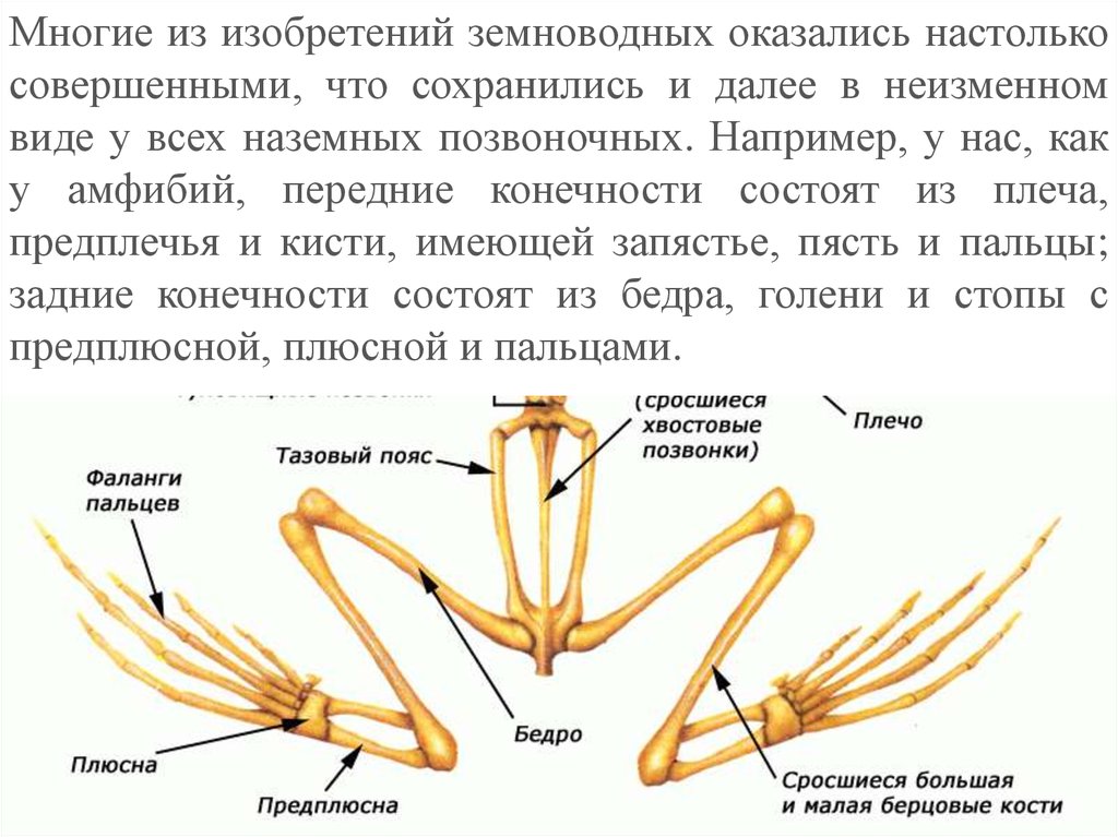 Назовите кости пояса передних конечностей птицы