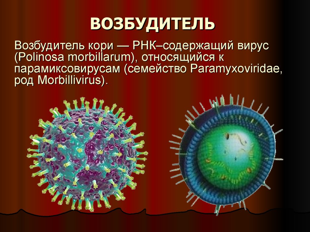 Инфекционная рнк. Корь вызывается бактериями. РНК-вирус рода морбилливирусов семейства парамиксовирусов. Коревая краснуха возбудитель бактерии. Коревая краснуха возбудитель заболевания.