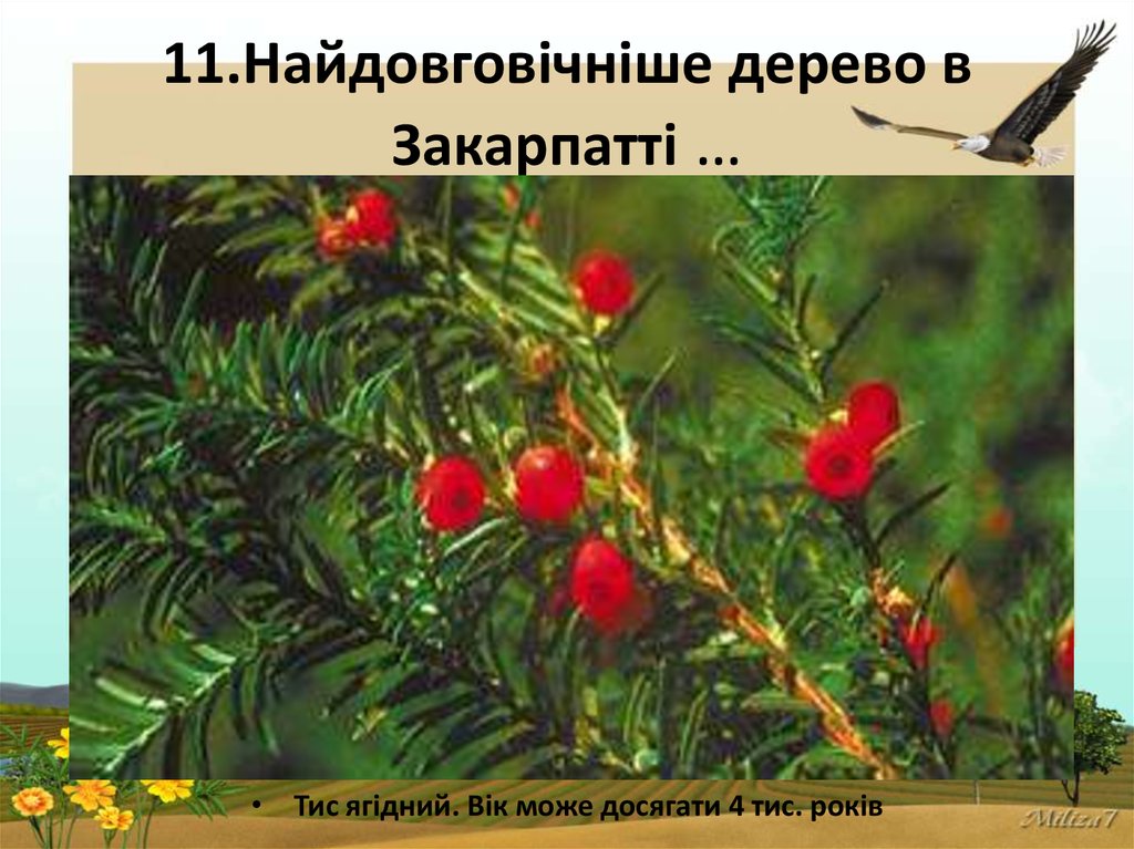 11.Найдовговічніше дерево в Закарпатті …
