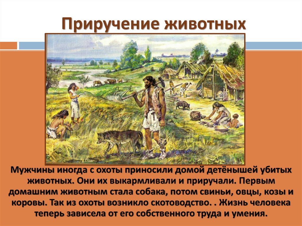 Уроки приручения часть 2. Одомашнивание животных. Древние люди скотоводство. Возникновение земледелия и скотоводства. Приручение животных и возникновение земледелия.