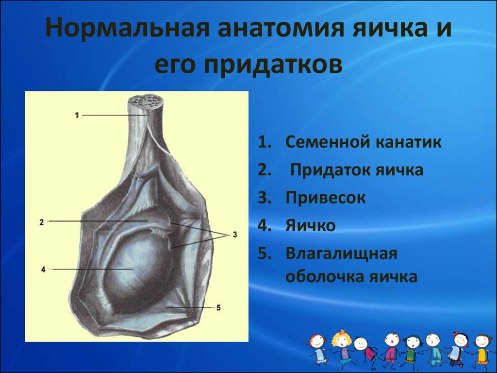 Нормальная анатомия. Яичко анатомия. Поверхности яичка. Строение яичка анатомия. Яичко и придаток яичка анатомия.