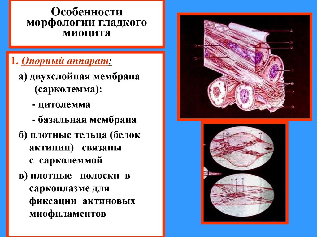 В состав входят клетки миоциты