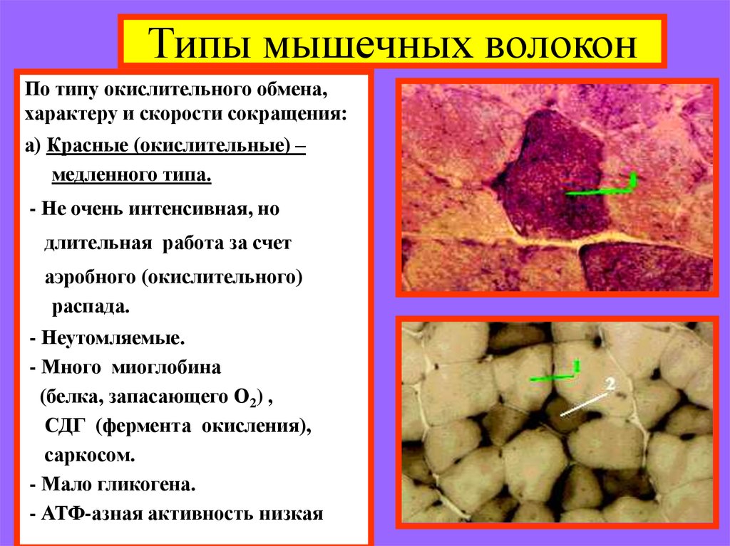 Типы волокон