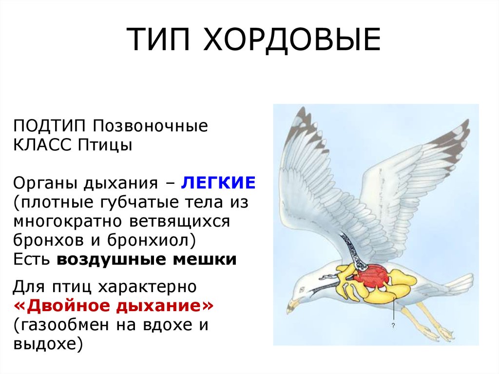 Тип птицы. Газообмен у птиц происходит. Газообмен в воздушных мешках у птиц. Двойное дыхание характерно для. Для современных птиц характерно отсутствие.