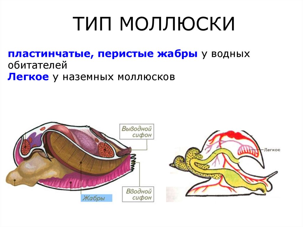 Дыхательная моллюсков. Дыхательная система моллюсков схема. Моллюски строение органов дыхания. Дыхательная система моллюсков 7 класс. Дыхательная система двустворчатых моллюсков жабры.