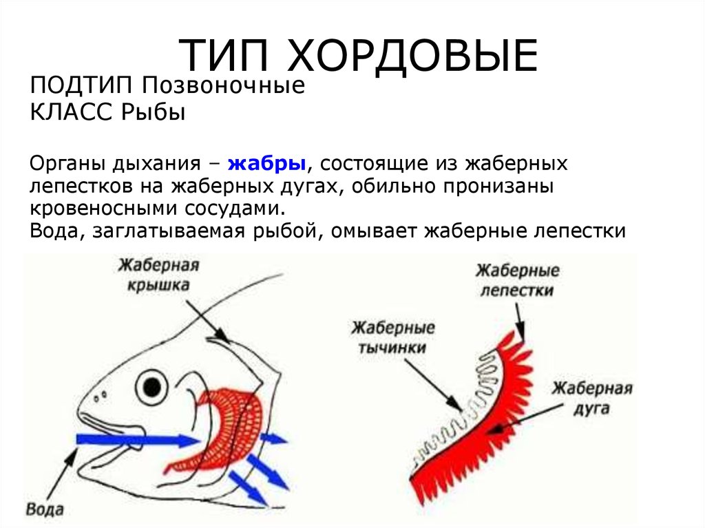 Газообмен птиц